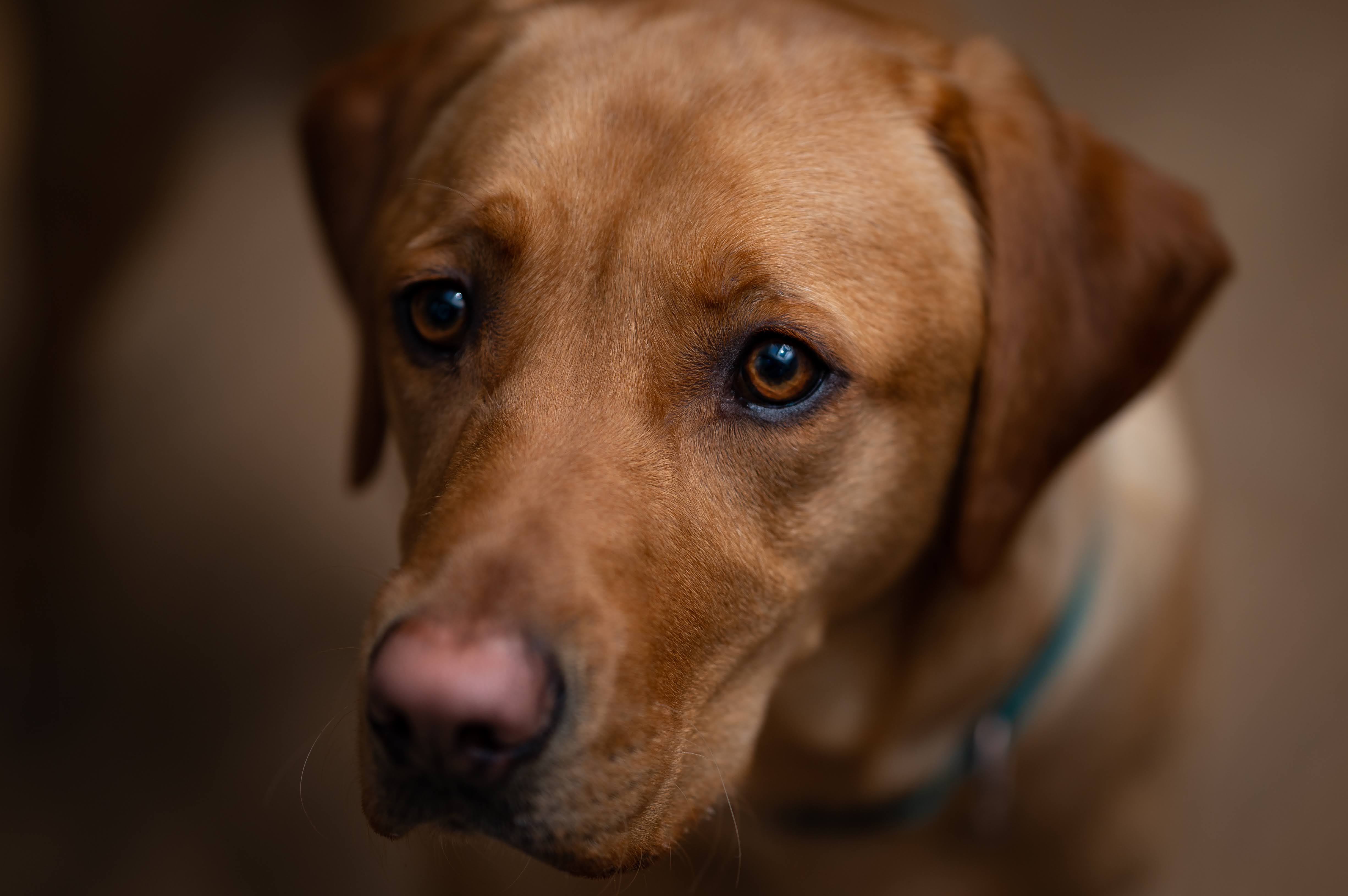 Pets preview